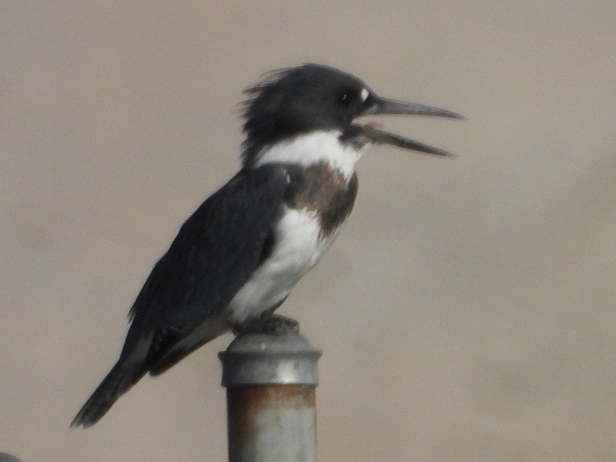Belted Kingfisher - ML265218211