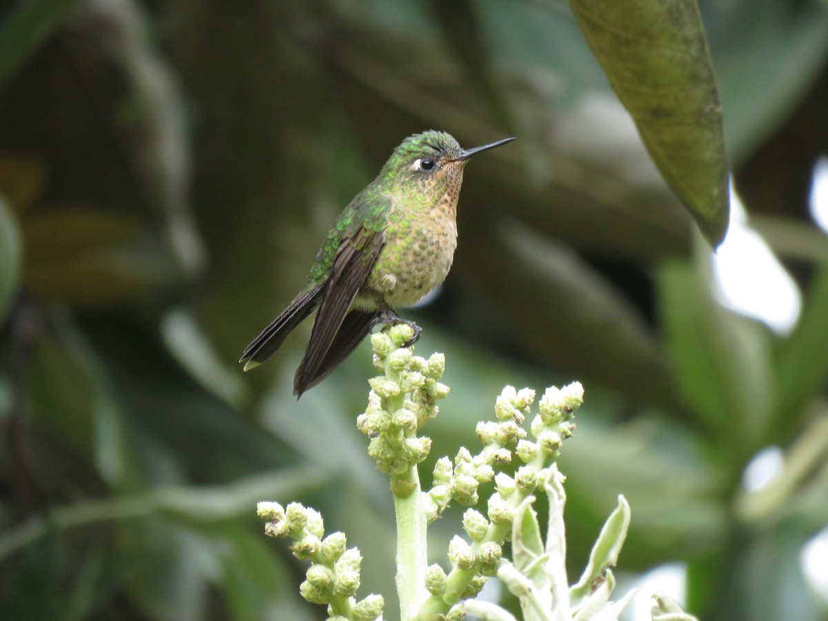 kolibřík dřišťálový - ML265218221