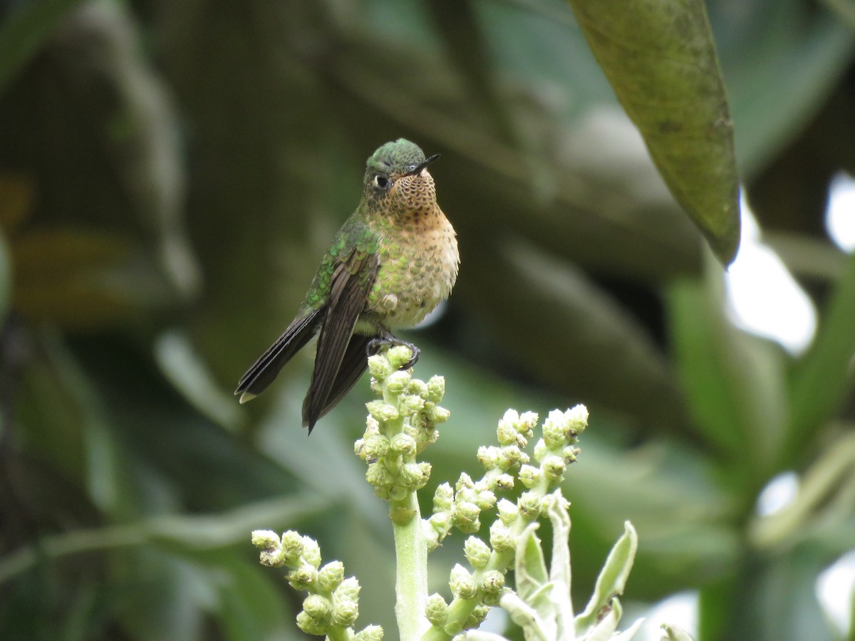 Tyrian Metaltail - Edison🦉 Ocaña