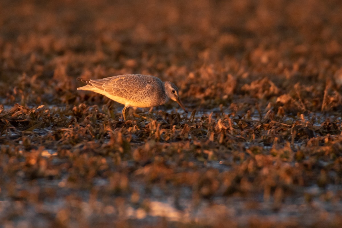 Red Knot - ML265218551