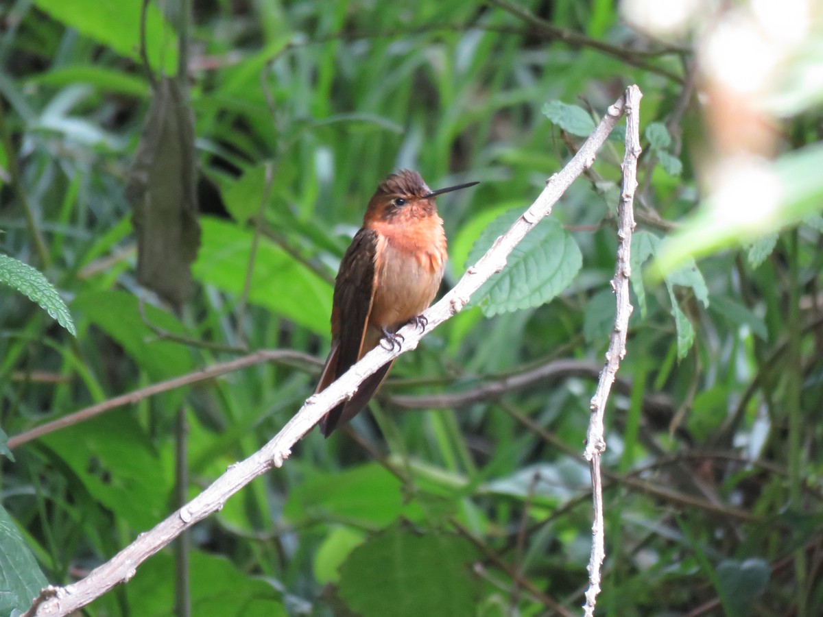 kolibřík duhovohřbetý - ML265218691