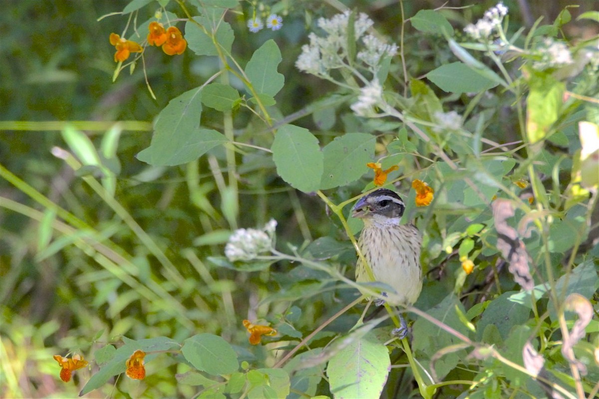 Rose-breasted Grosbeak - Vickie Baily