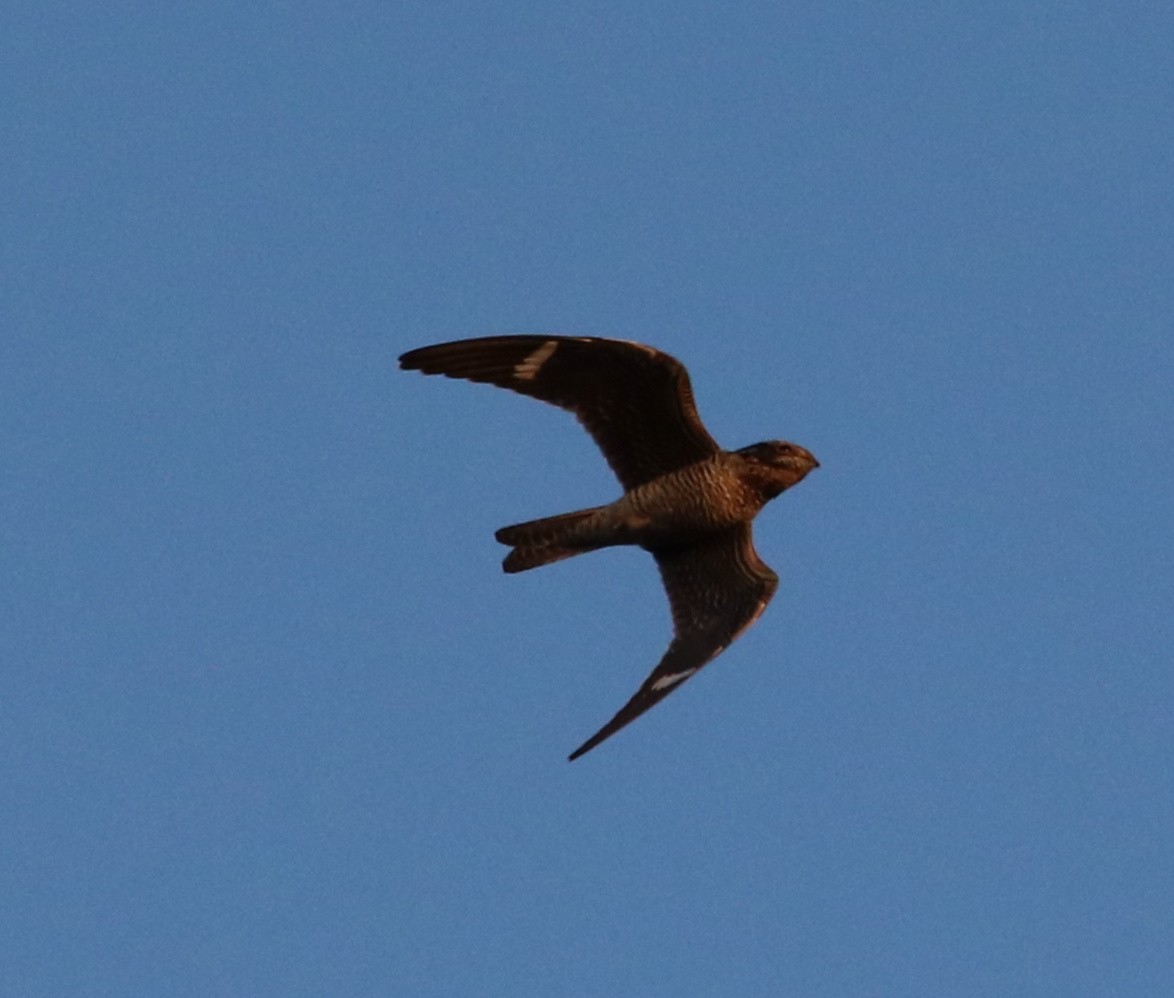 Common Nighthawk - Daniel Loss