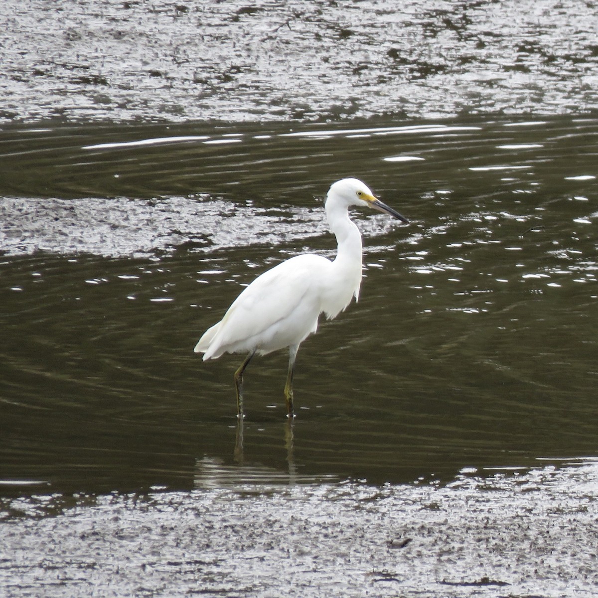 Snowy Egret - ML265220151