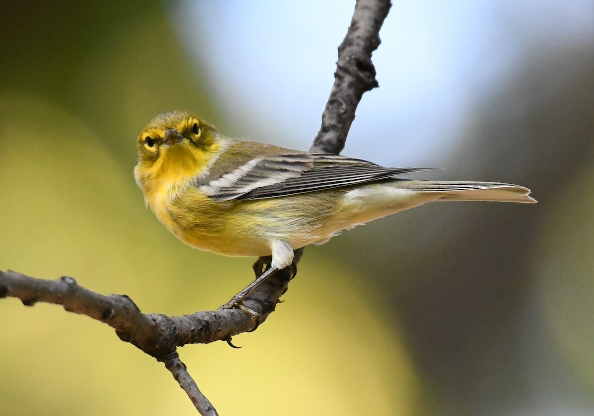 Pine Warbler - ML265222471