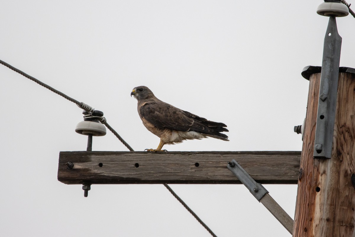 Swainson's Hawk - ML265224891