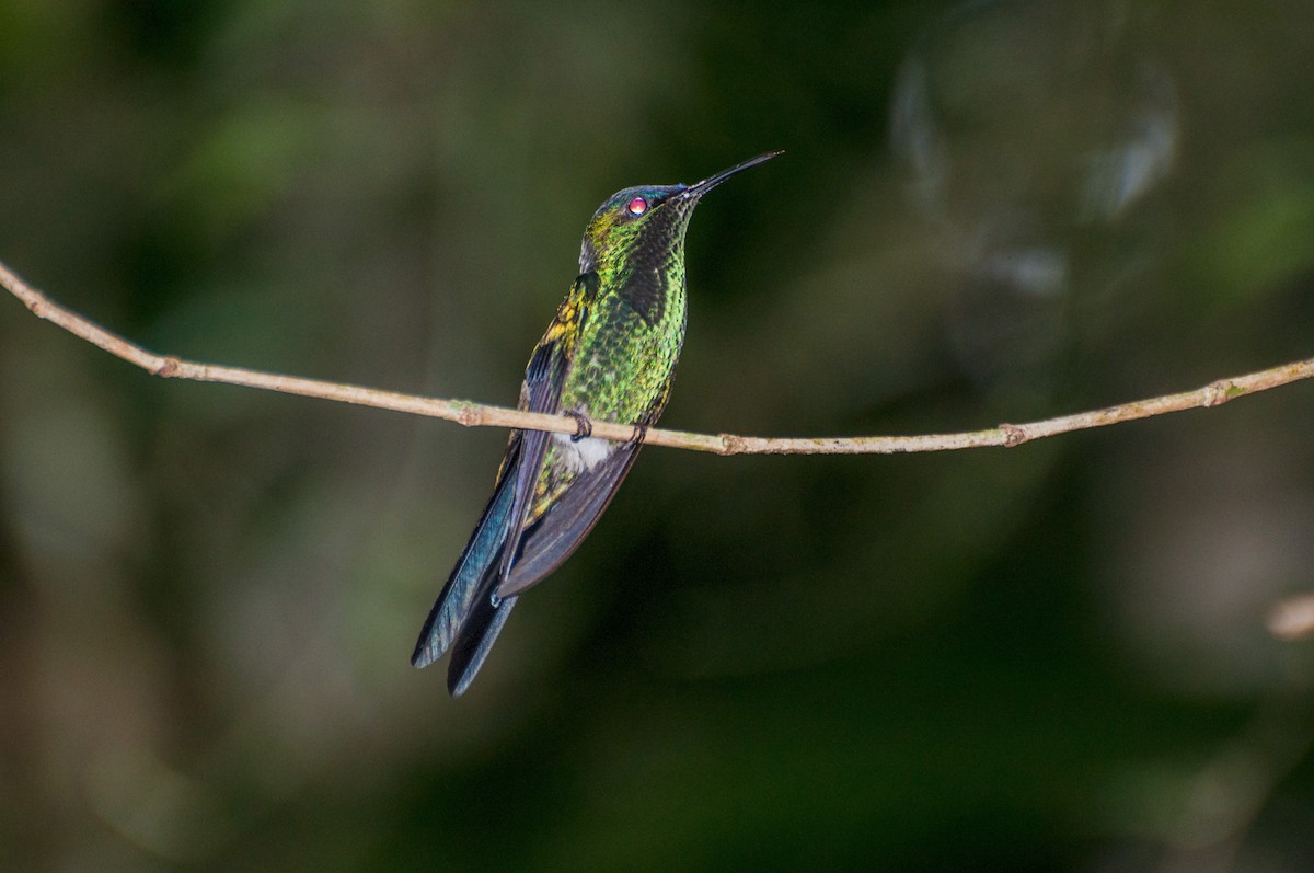 kolibřík fialovotemenný - ML265227111