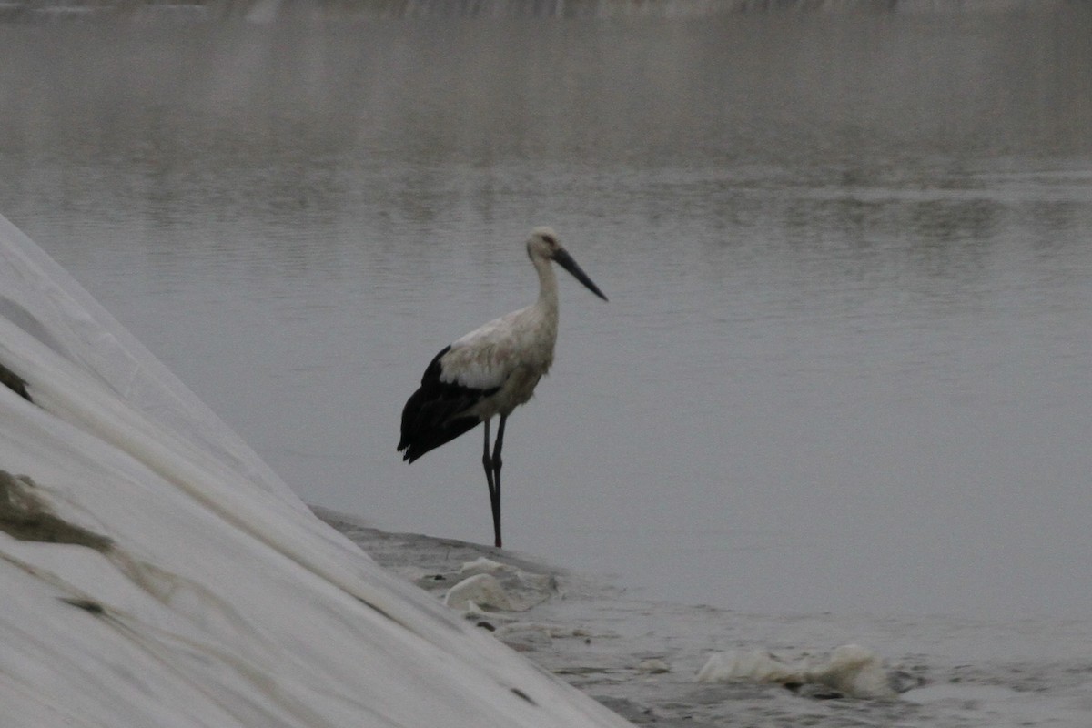 Oriental Stork - Wonseok Jang