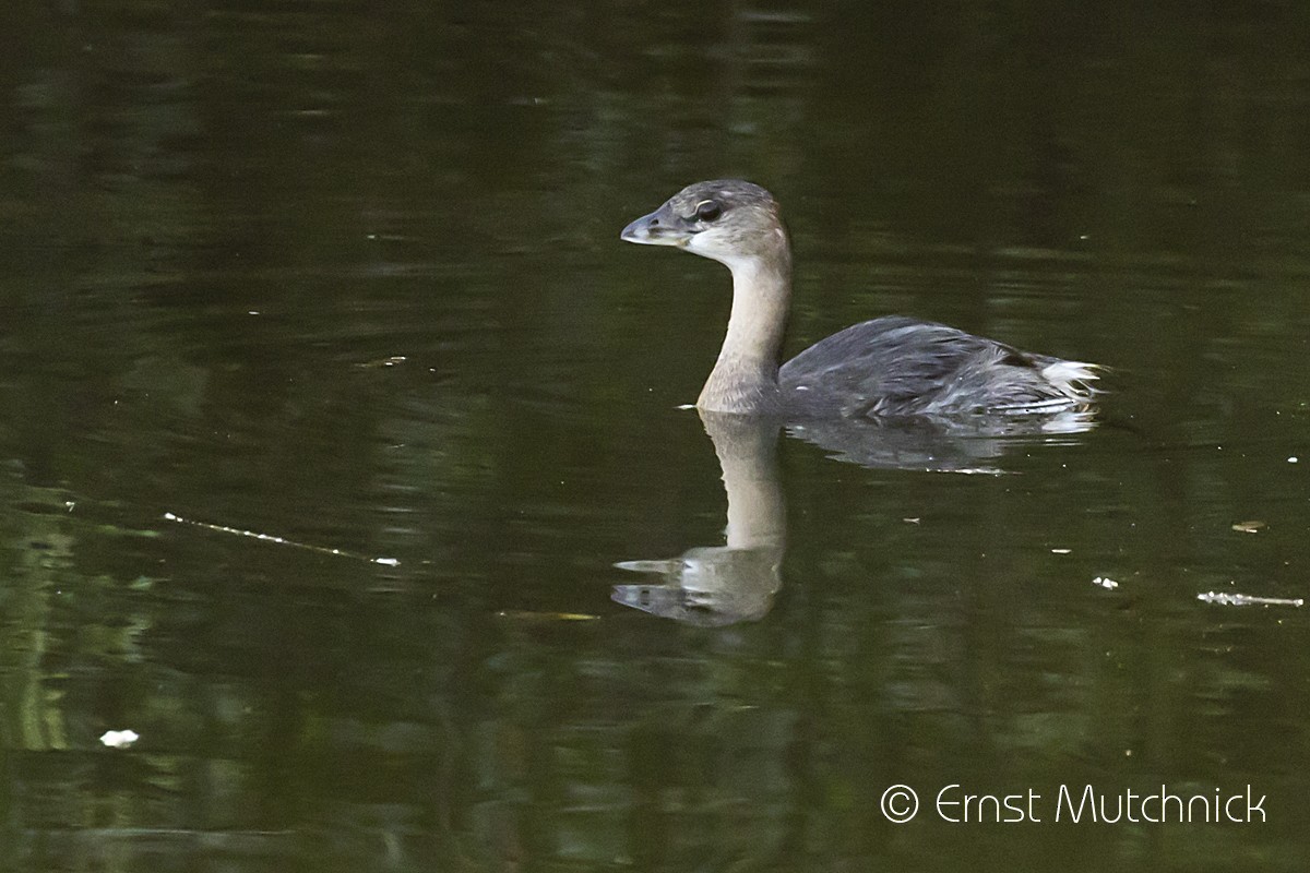 Pied-billed Grebe - ML265230161