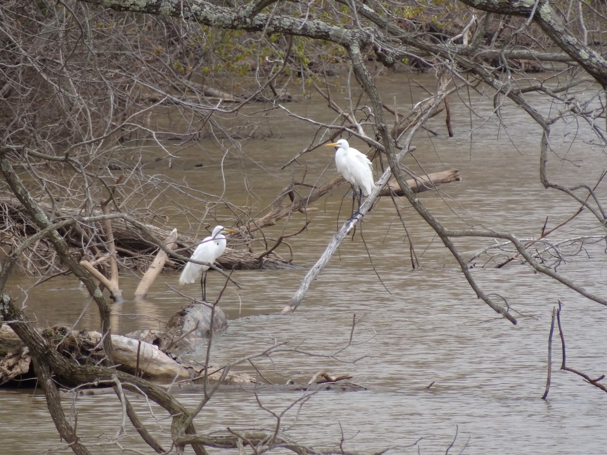 Great Egret - ML26523061