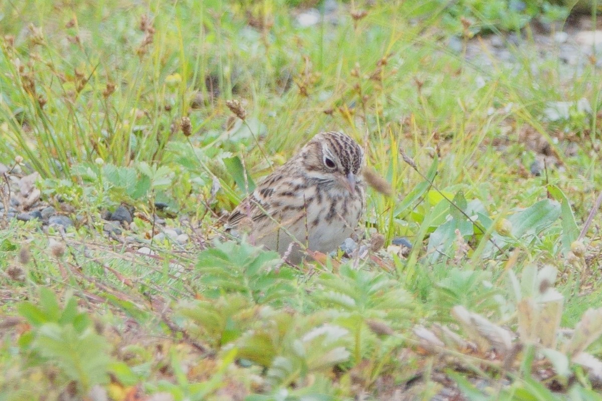 Vesper Sparrow - ML265231071