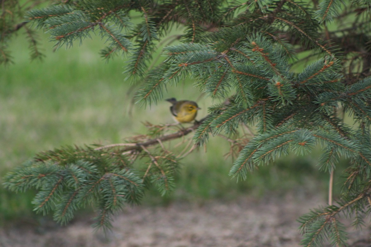 Cape May Warbler - K Novotny