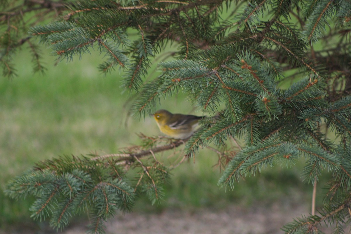 Cape May Warbler - K Novotny