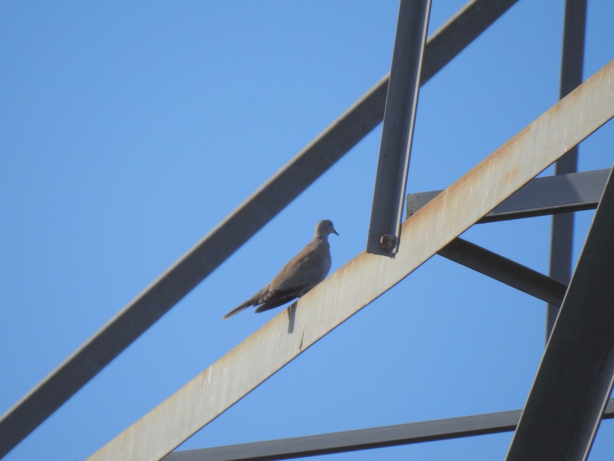 Eurasian Collared-Dove - ML265234251