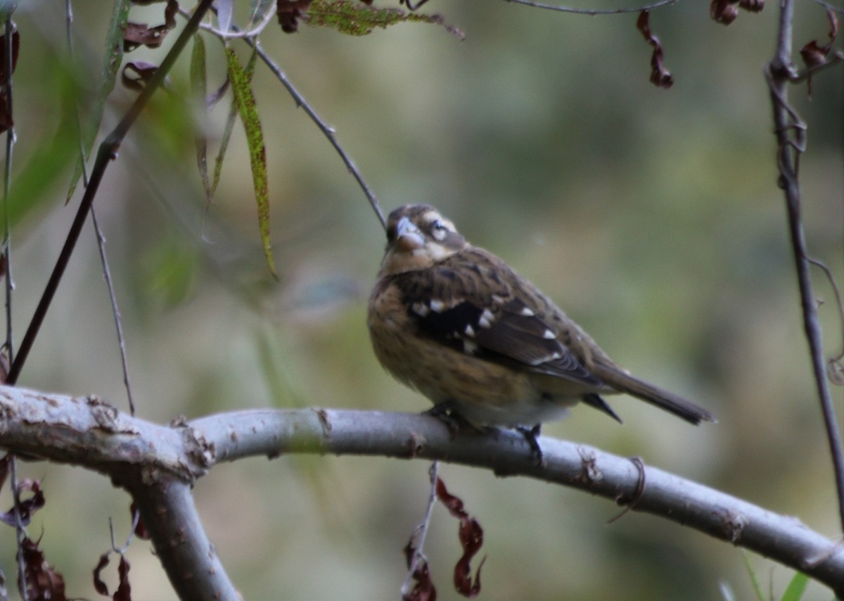 Rose-breasted Grosbeak - ML265235181