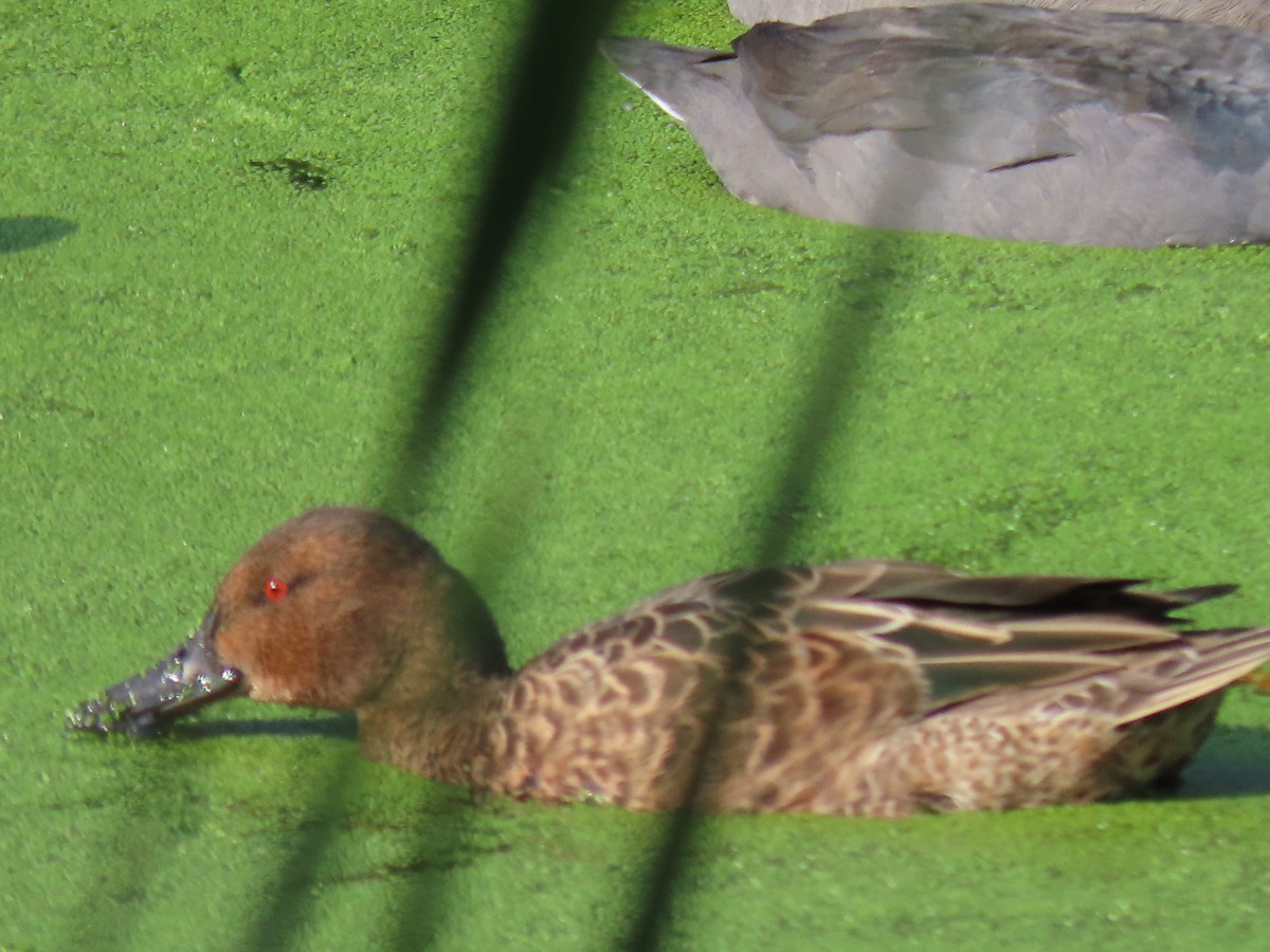 Cinnamon Teal - Richard Ambrose