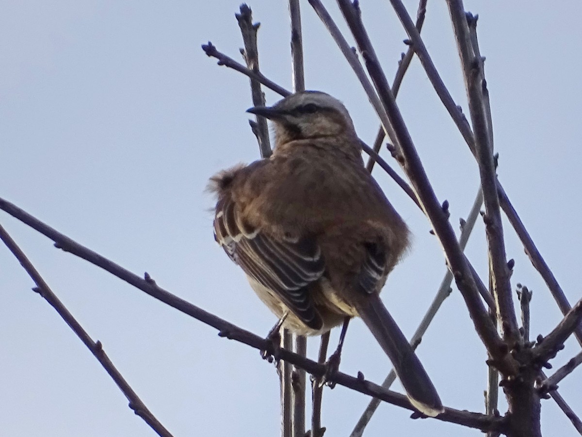 Chilean Mockingbird - ML265235961