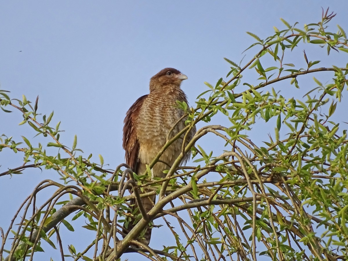 Chimango Caracara - ML265236021
