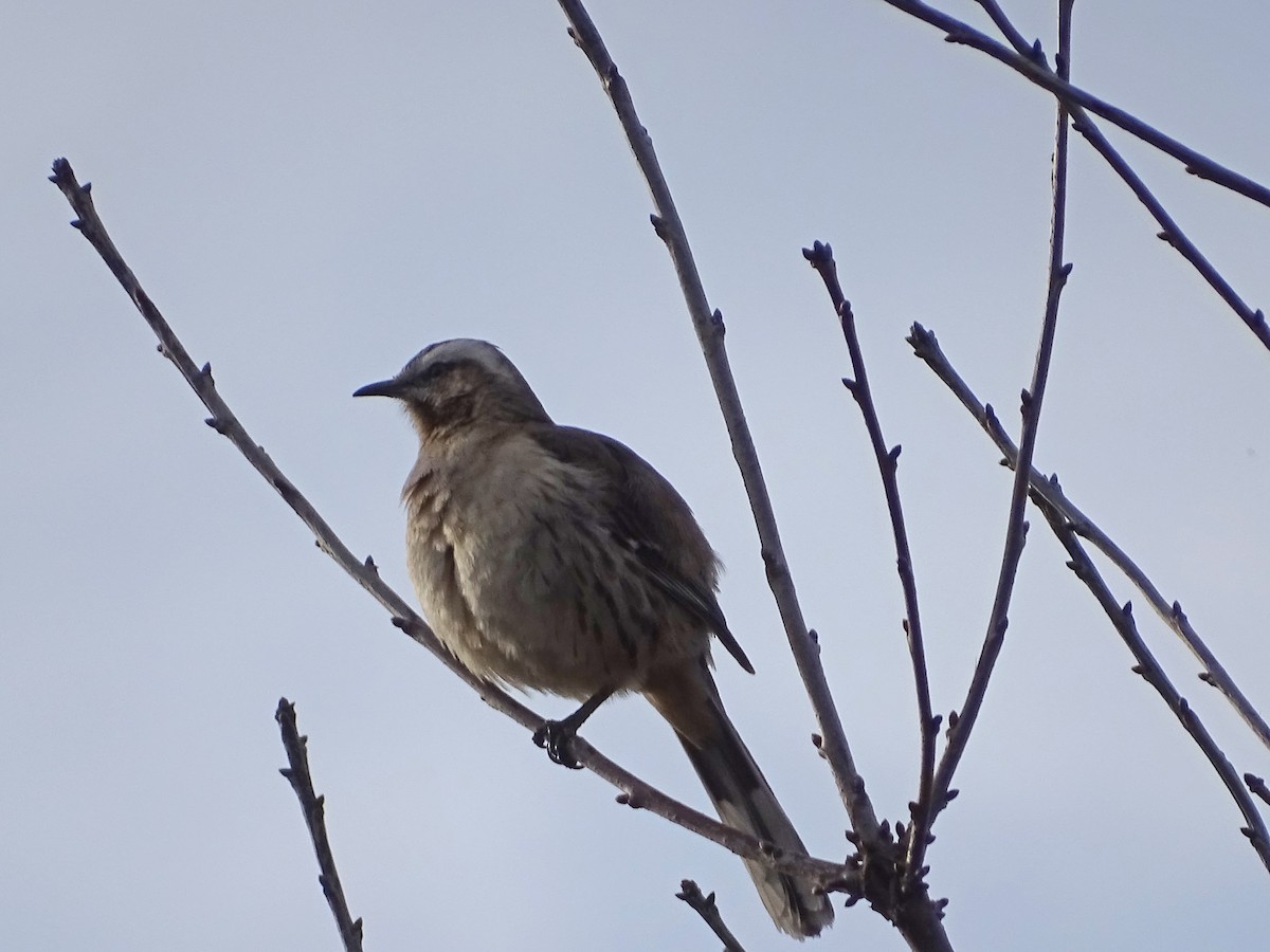 Chilean Mockingbird - ML265237621