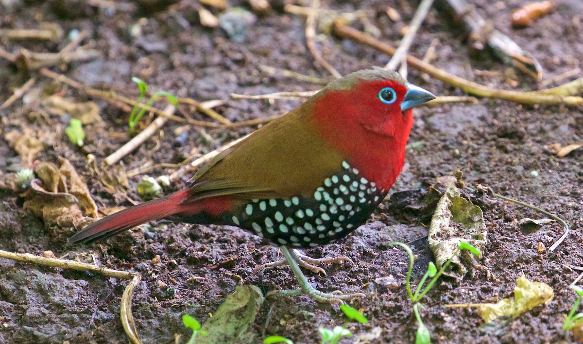 Red-throated Twinspot - Ed Harper