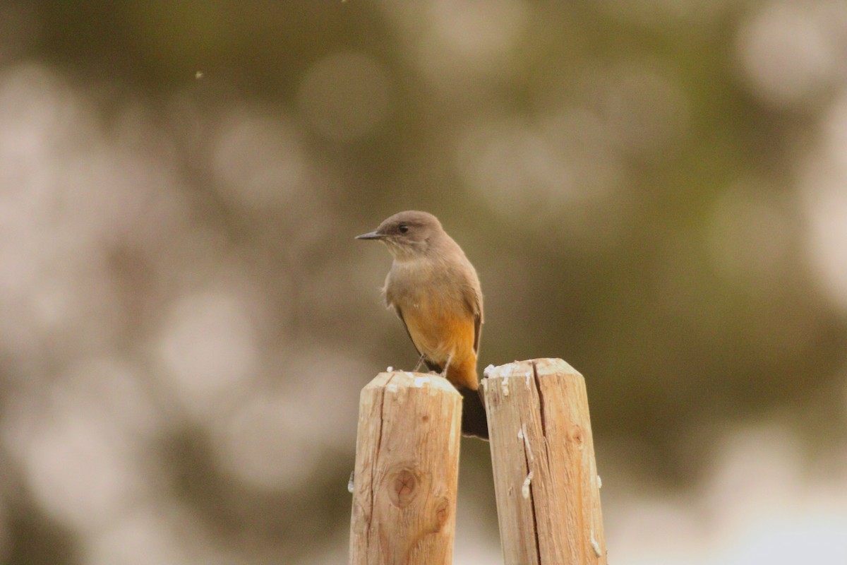 Say's Phoebe - Tony Gazso