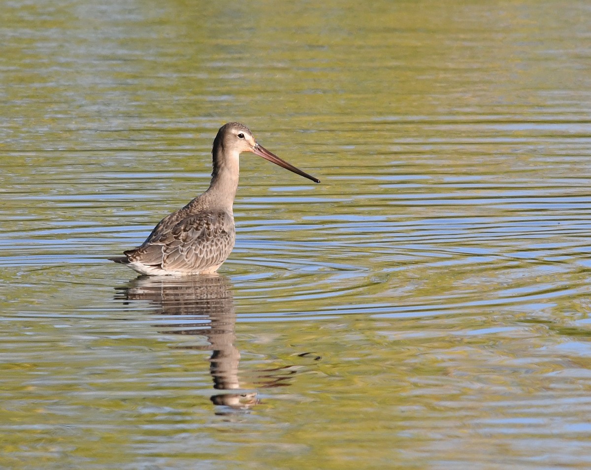 Hudsonian Godwit - Joshua van der Meulen