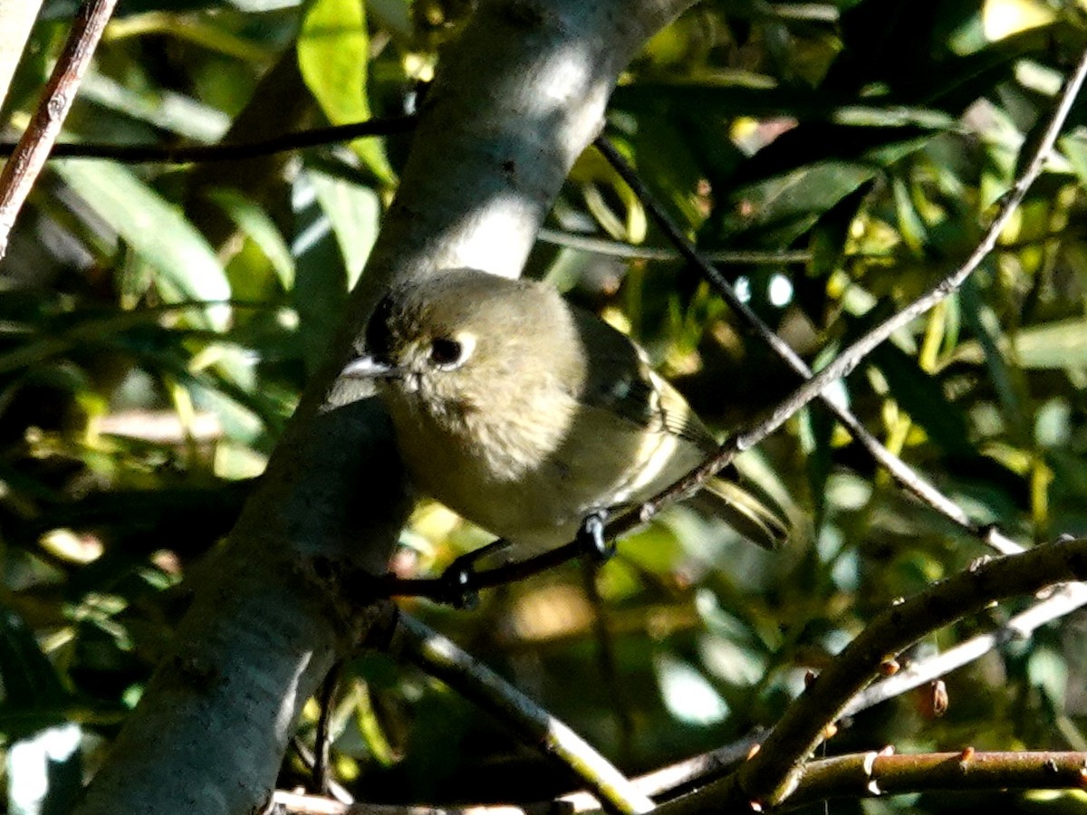 Ruby-crowned Kinglet - Norman Uyeda