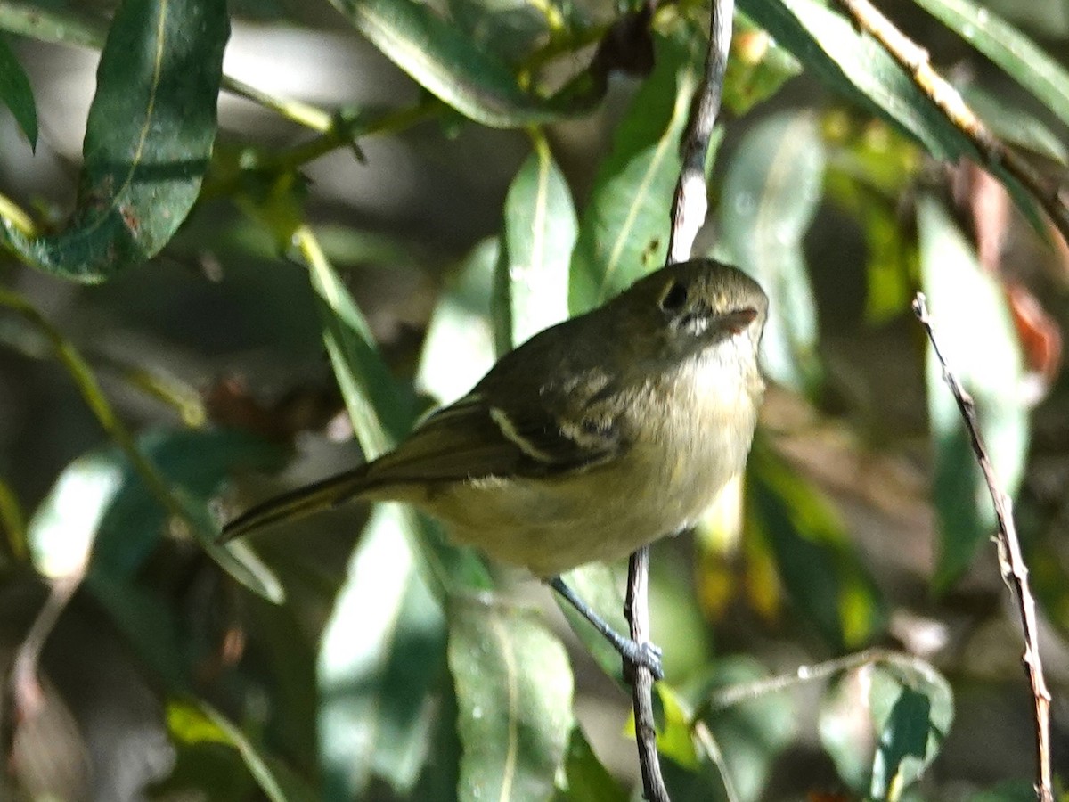 Ruby-crowned Kinglet - ML265242251