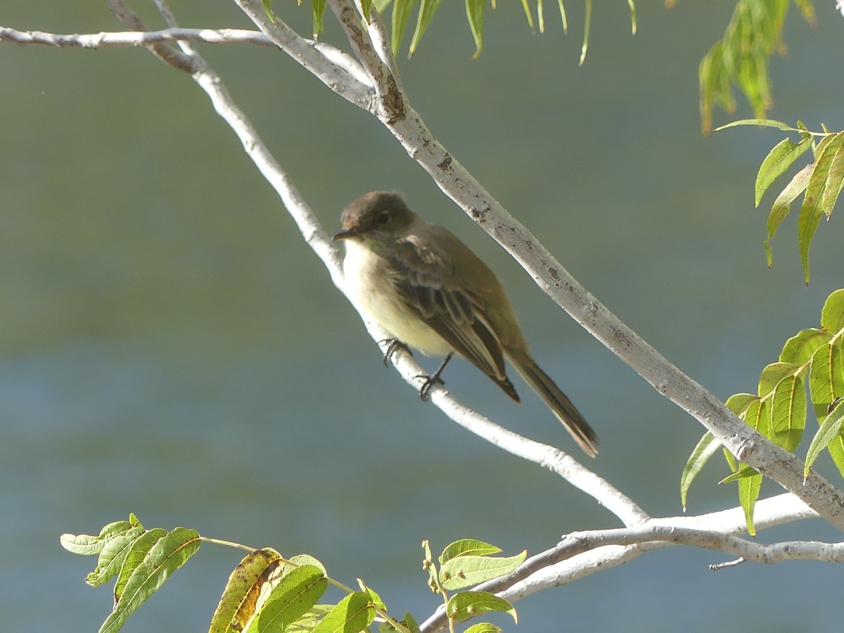 Eastern Phoebe - ML265243621