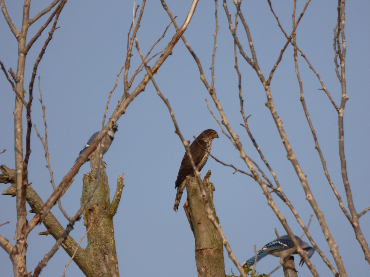 Sharp-shinned Hawk - ML265246311