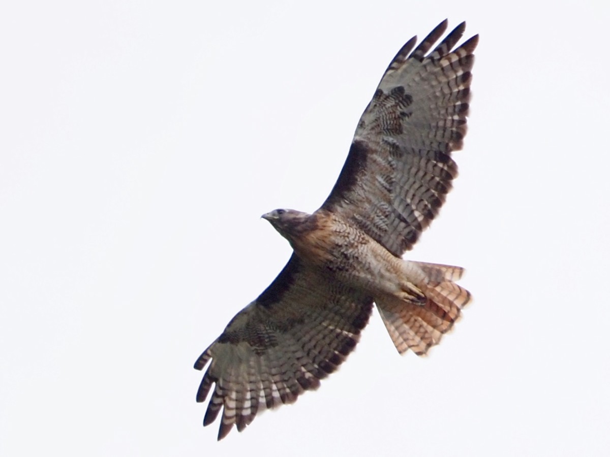 Red-tailed Hawk - ML265246521