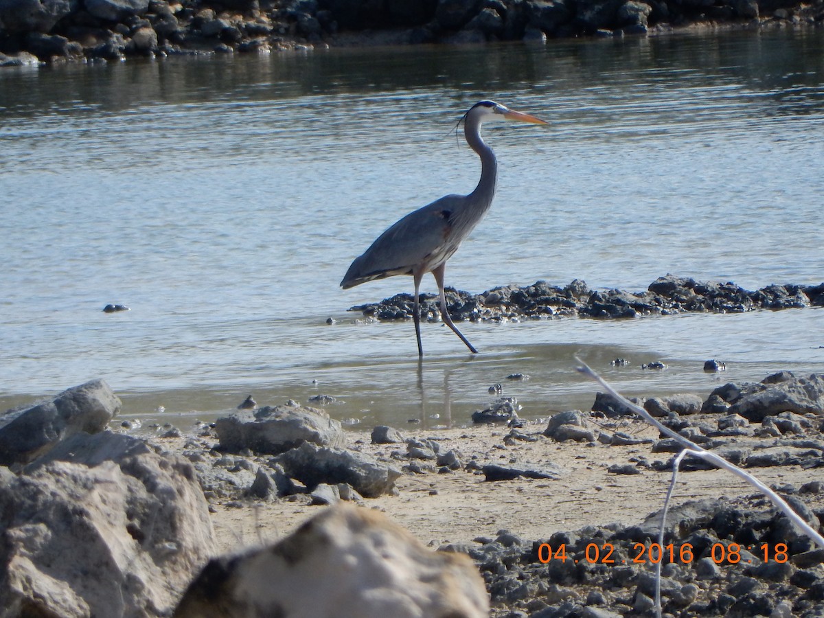 Great Blue Heron - ML26524671