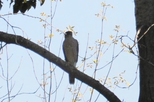Sharp-shinned Hawk - ML265247671