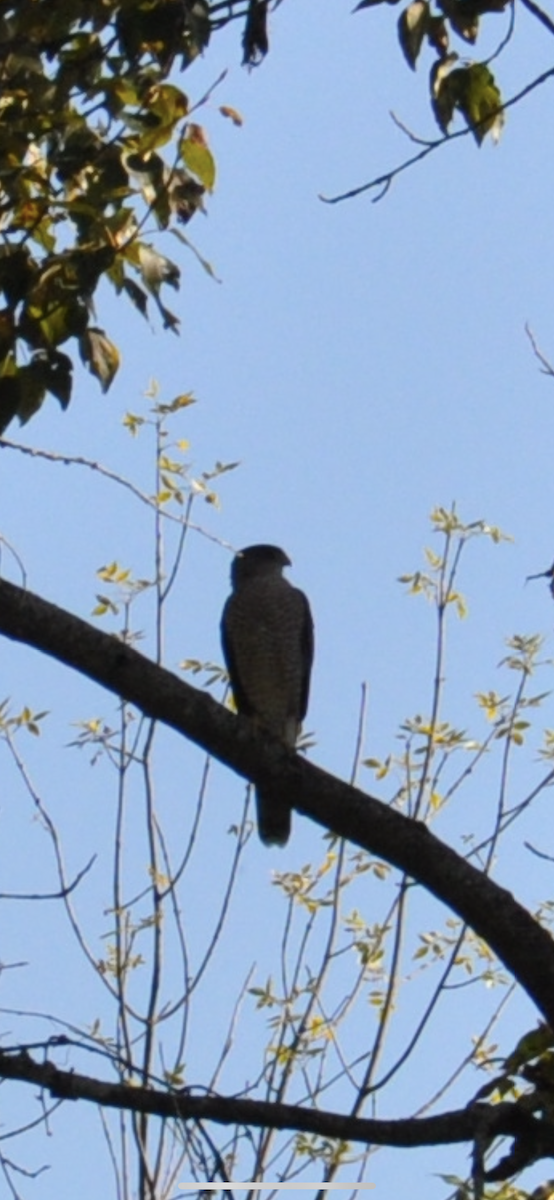 Sharp-shinned Hawk - ML265247791