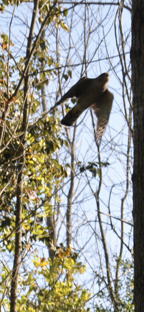 Sharp-shinned Hawk - ML265247851