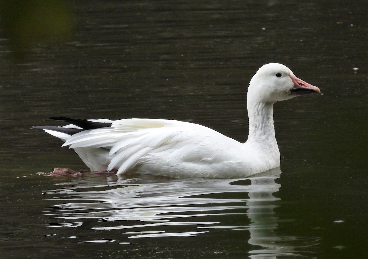 Snow Goose - Michael W. Sack