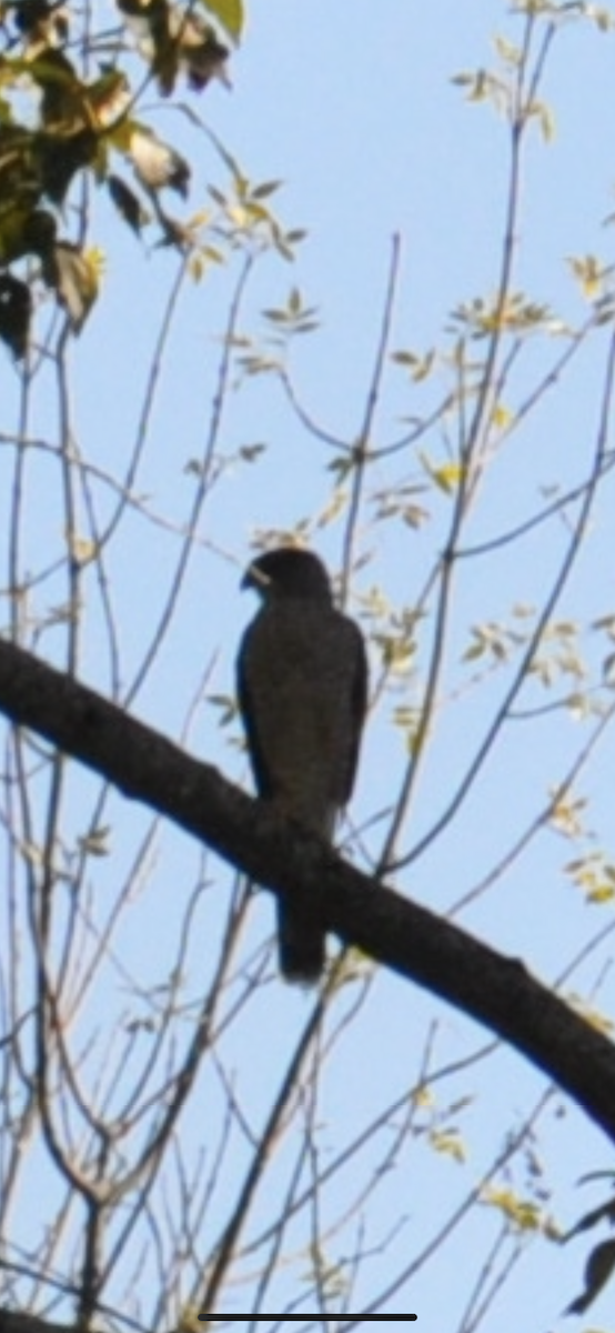 Sharp-shinned Hawk - ML265248011