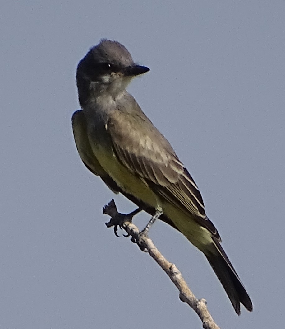 Cassin's Kingbird - ML265248221