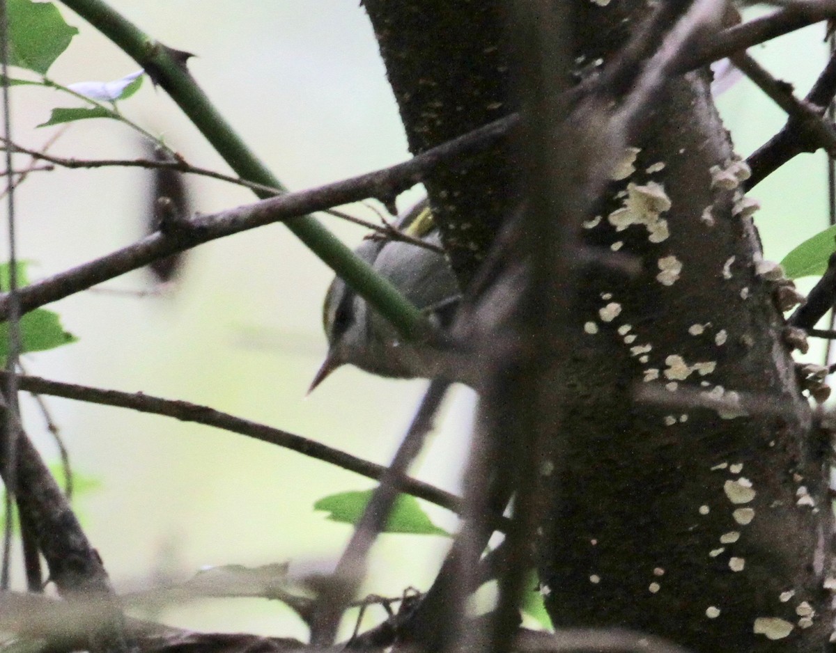 Golden-winged Warbler - ML265248531