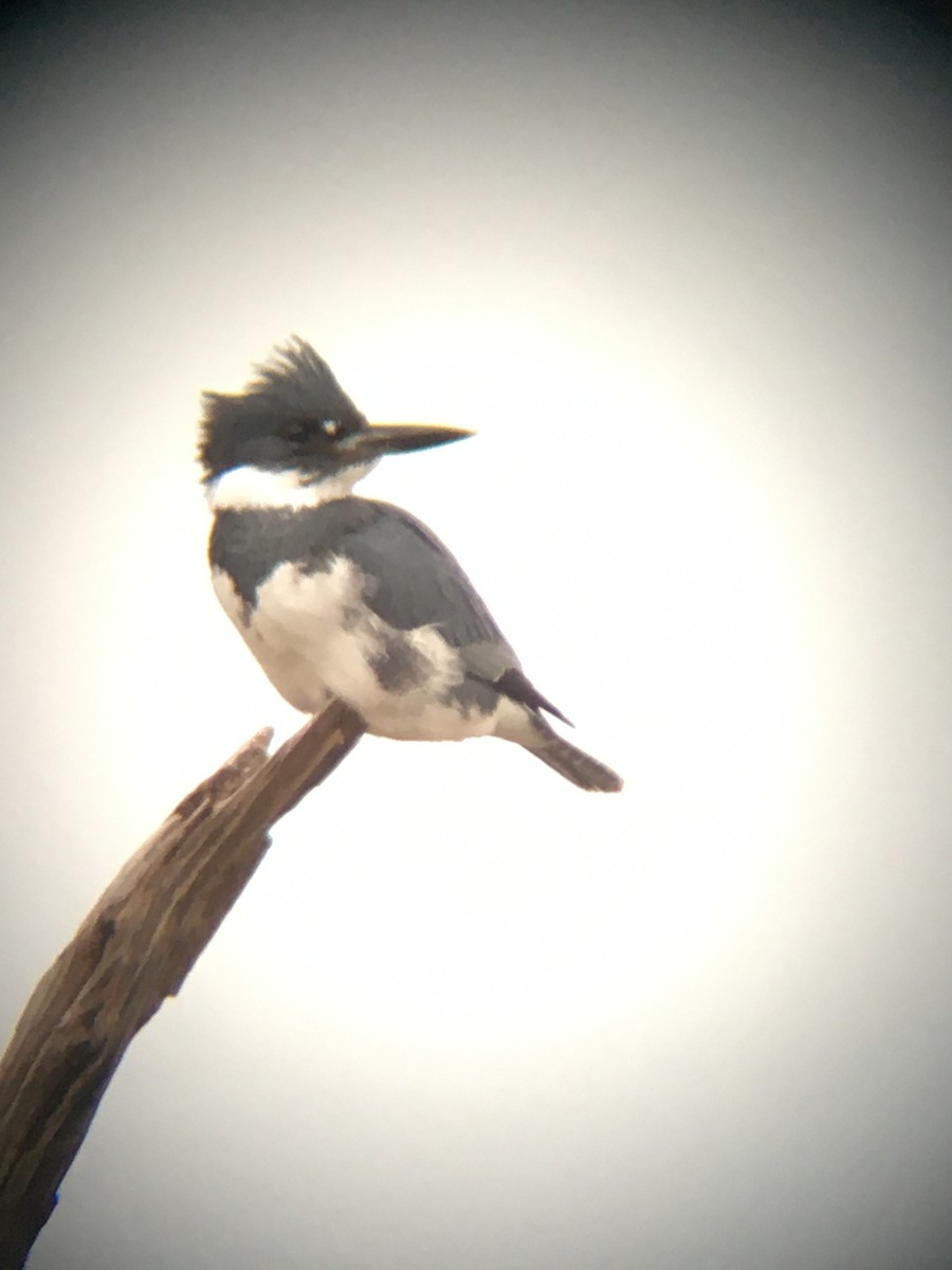 Belted Kingfisher - ML265248561