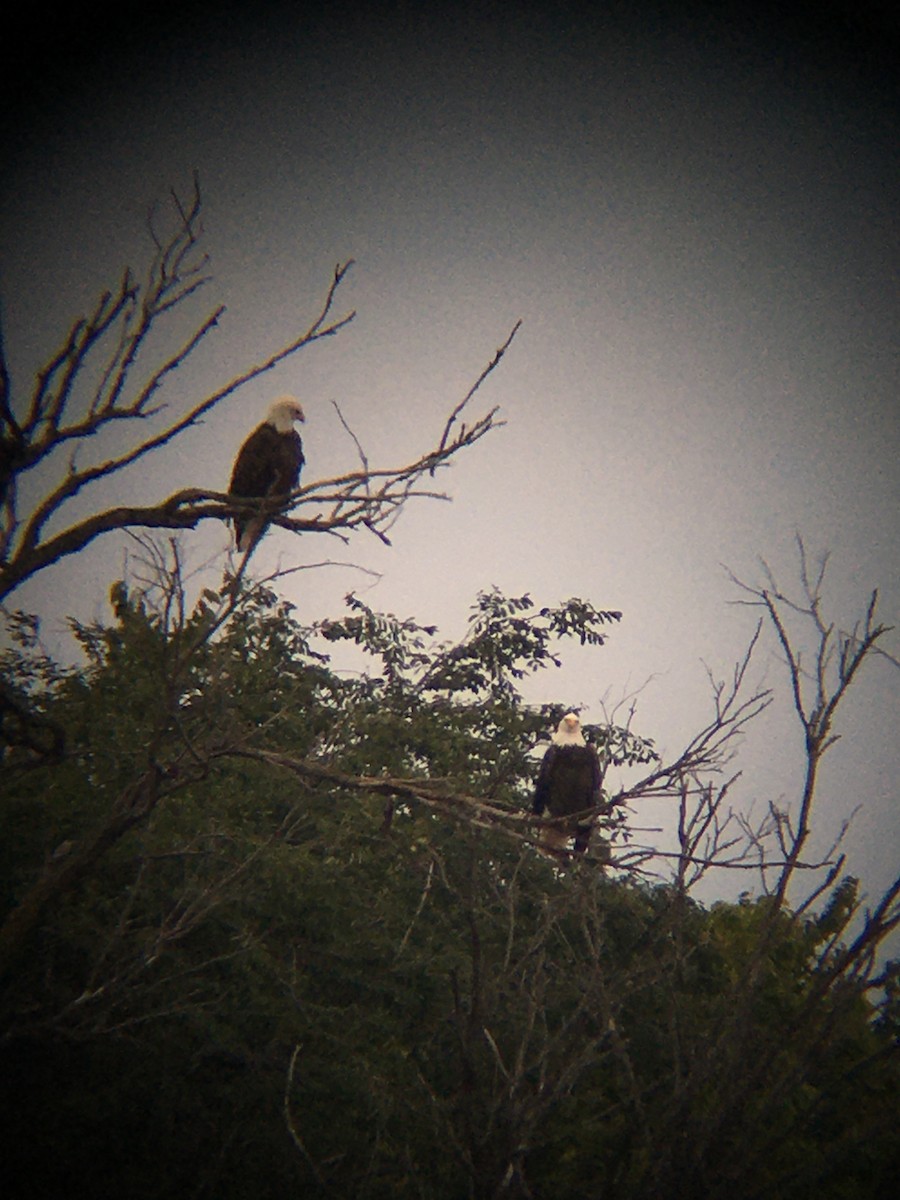 Bald Eagle - ML265248641