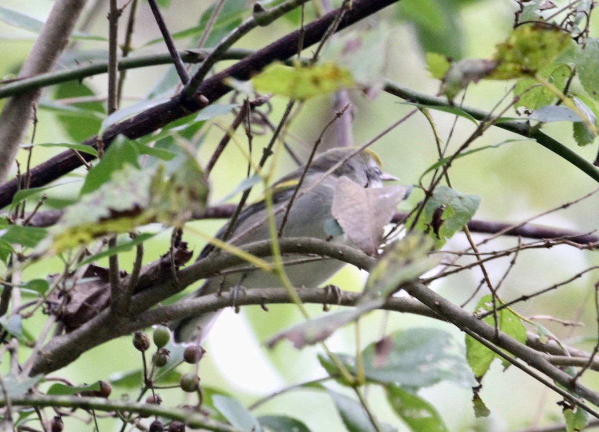 Golden-winged Warbler - ML265248861