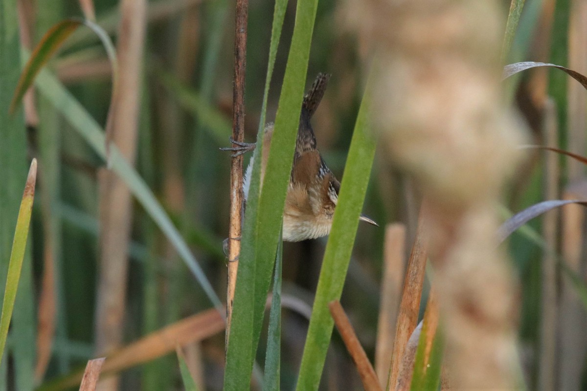 Marsh Wren - ML265248951