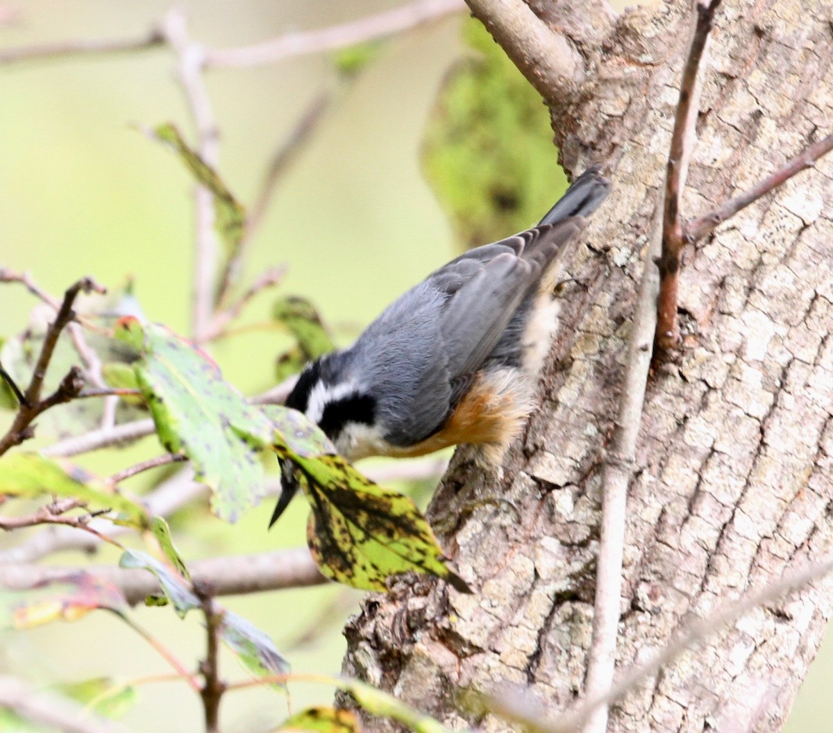 Red-breasted Nuthatch - Bert Fisher