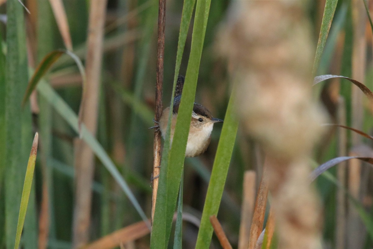 Marsh Wren - ML265248971