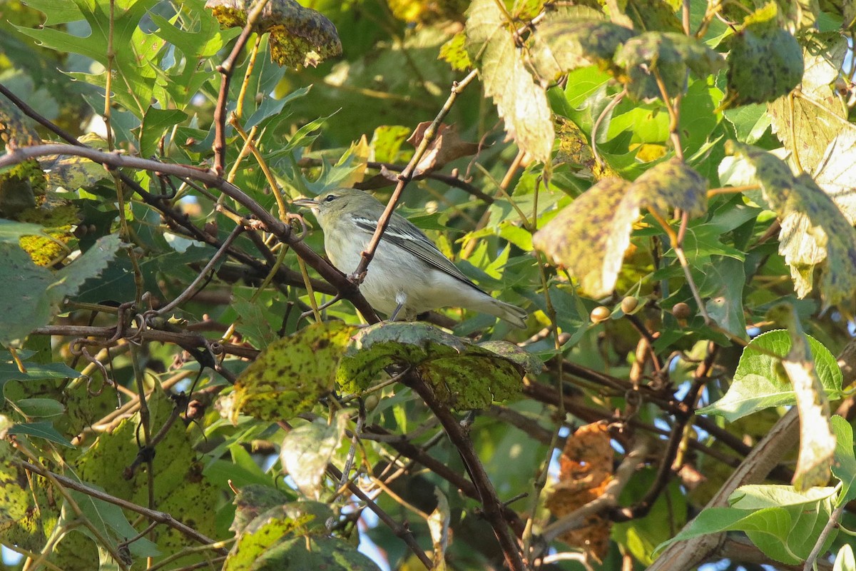 Blackpoll Warbler - ML265249291
