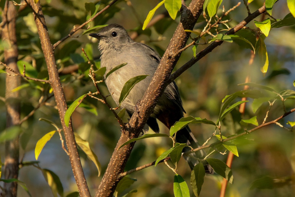 Gray Catbird - ML265249371
