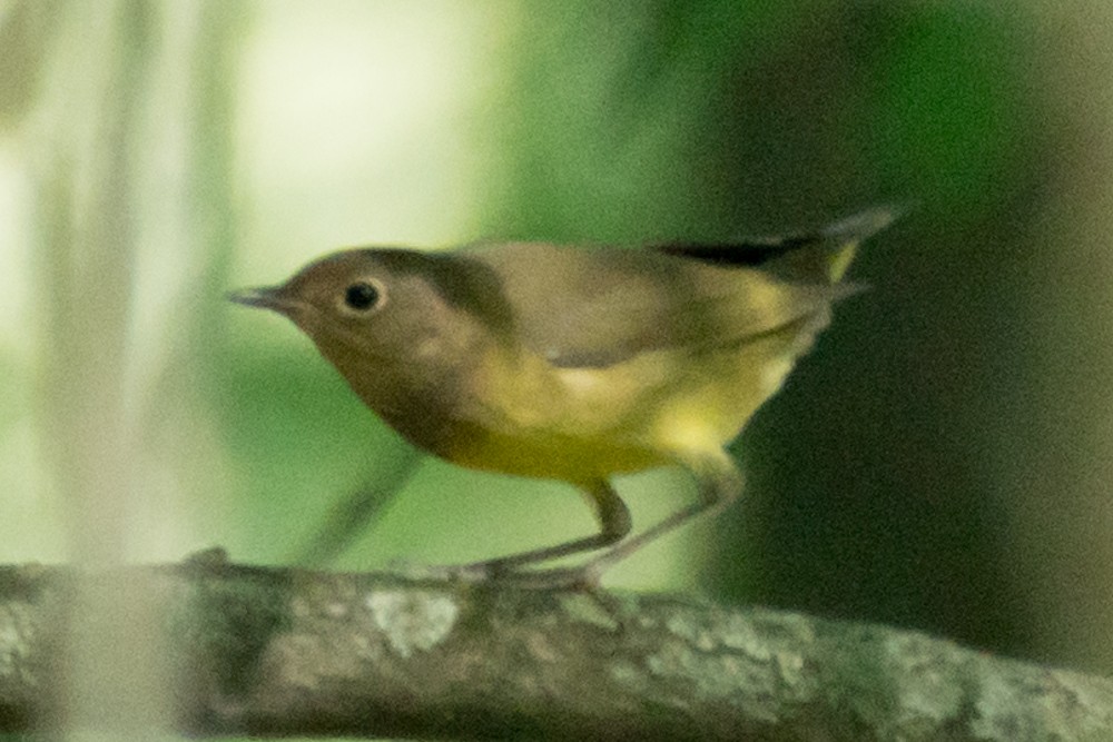 Connecticut Warbler - josh Ketry