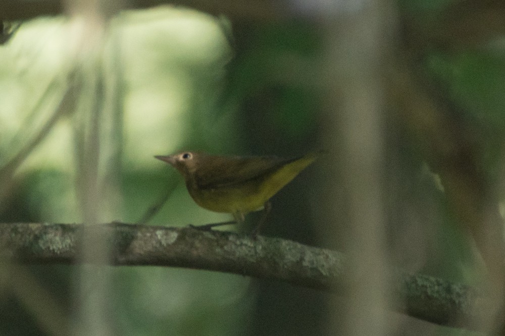 Connecticut Warbler - josh Ketry