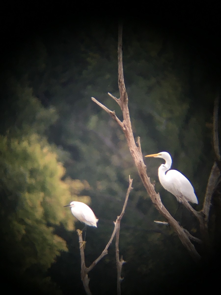 Great Egret - ML265249991